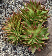 Image of Echeveria agavoides Lem.