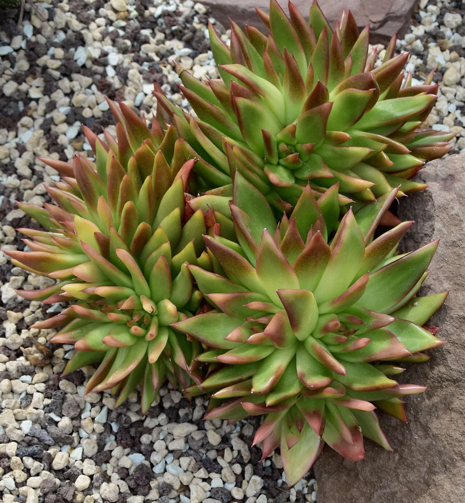 Image of Echeveria agavoides Lem.