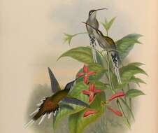 Phaethornis augusti (Bourcier 1847) resmi