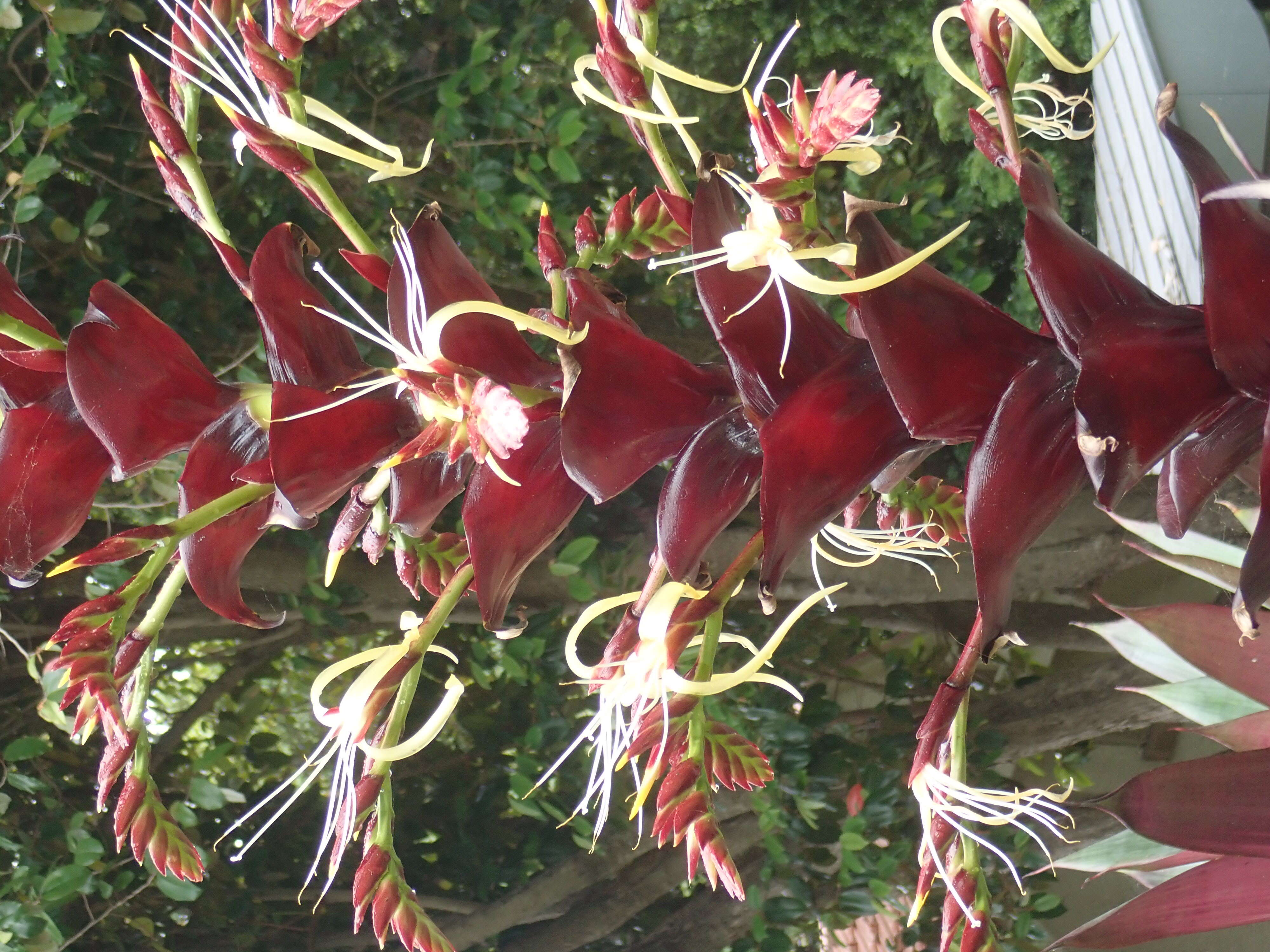 Image of Alcantarea imperialis (Carrière) Harms