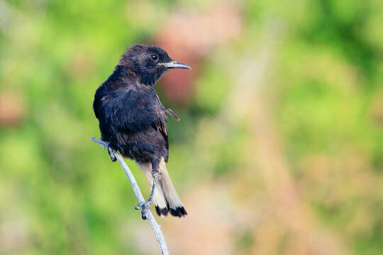 Image of Black Wheatear