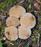 Imagem de Lycoperdon perlatum Pers. 1796