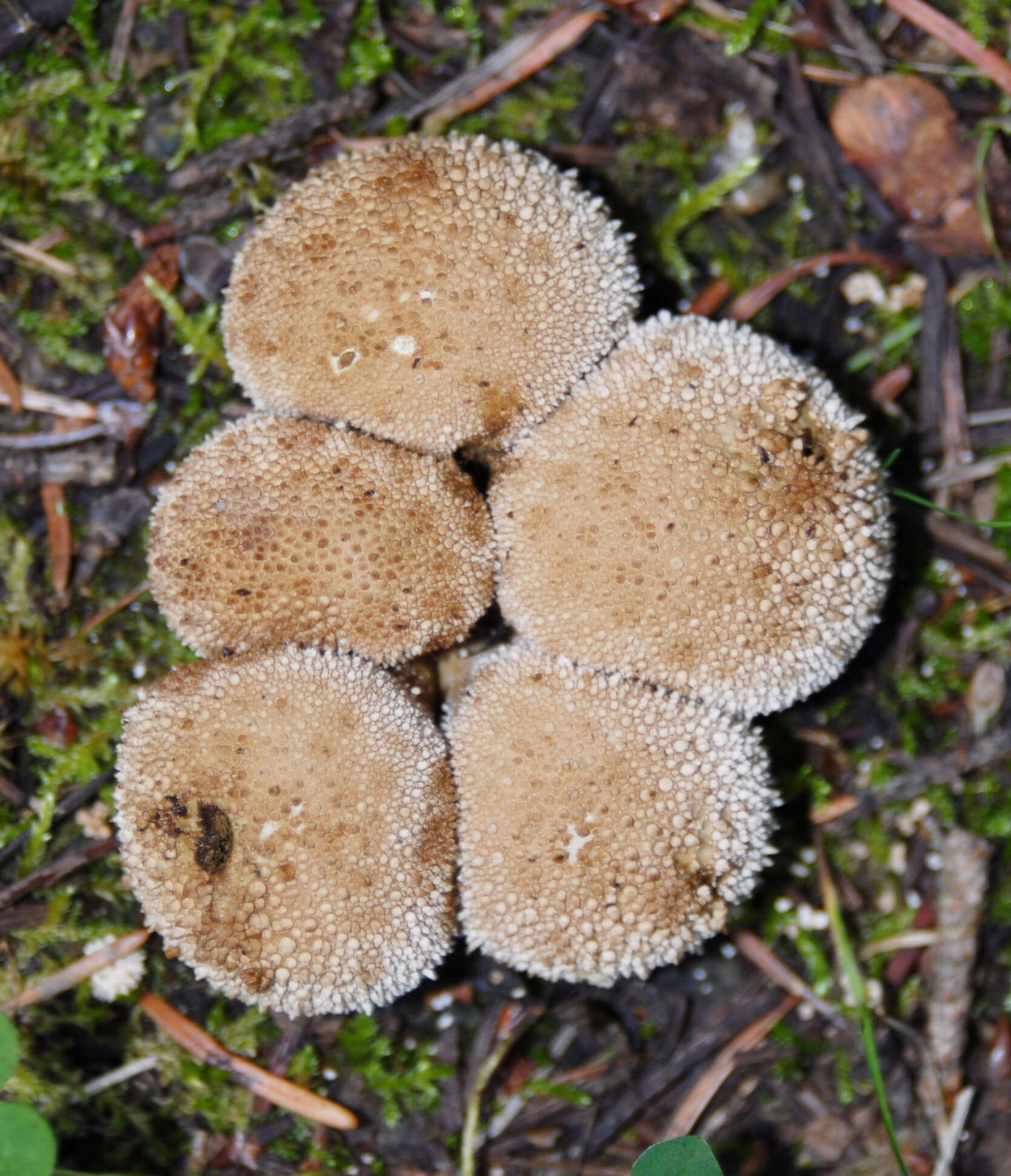 Imagem de Lycoperdon perlatum Pers. 1796