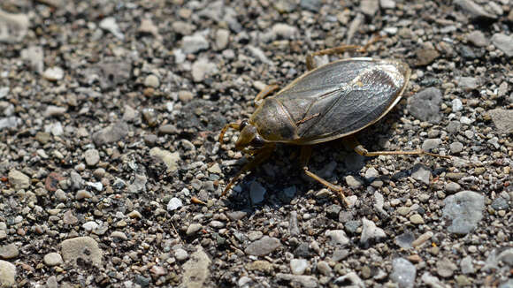 Image of giant water bug