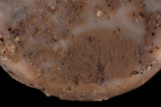 Image of golf ball sponge