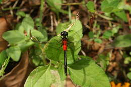 Image de Epithemis mariae (Laidlaw 1915)