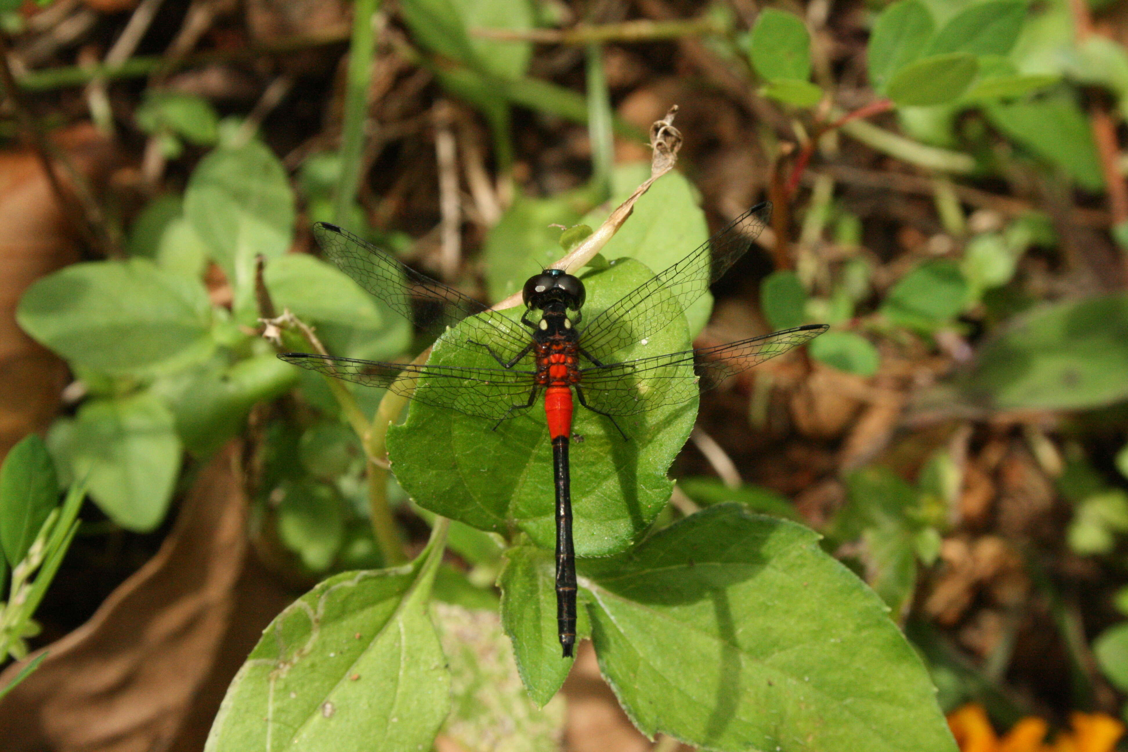 Image de Epithemis mariae (Laidlaw 1915)