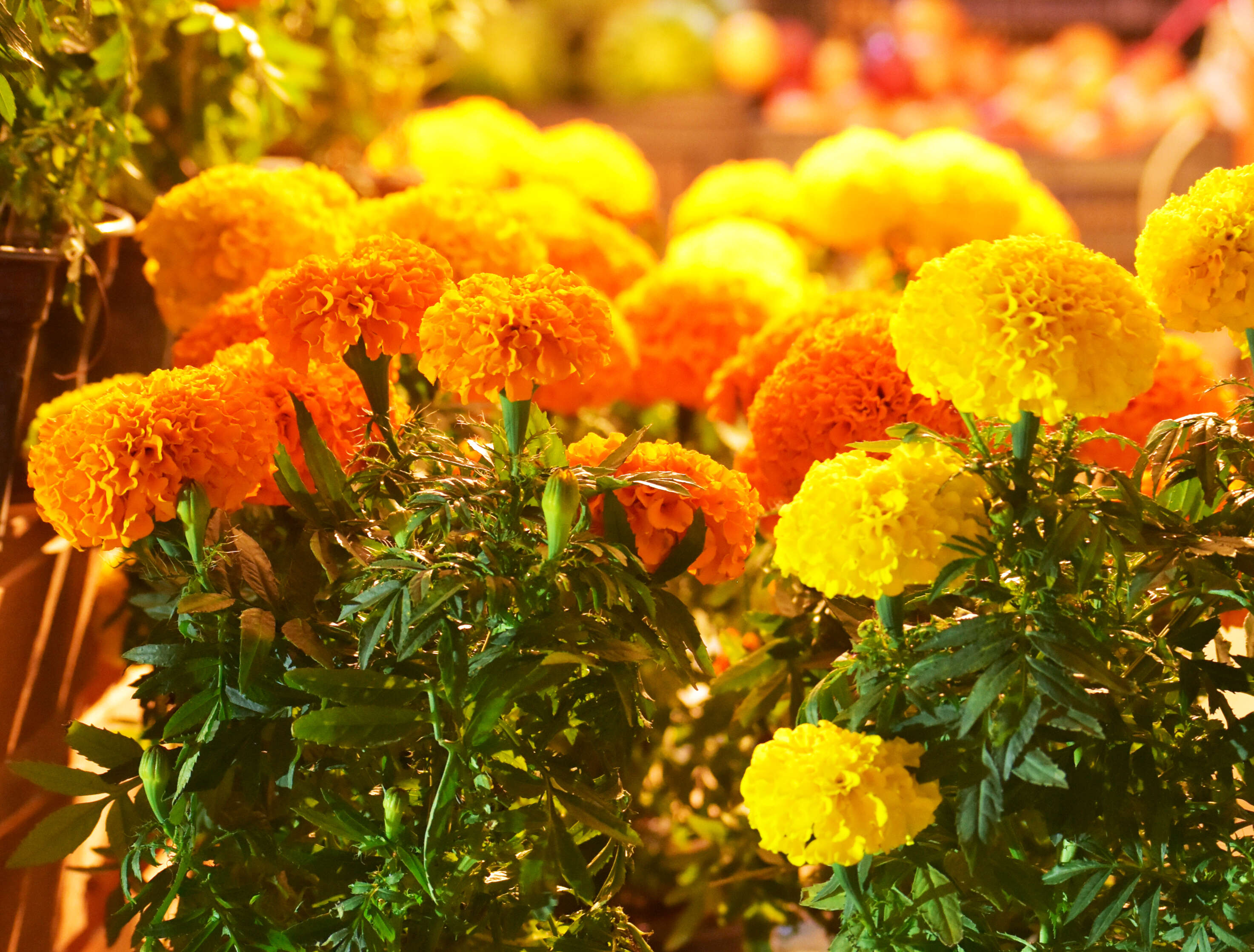 Image of French marigold