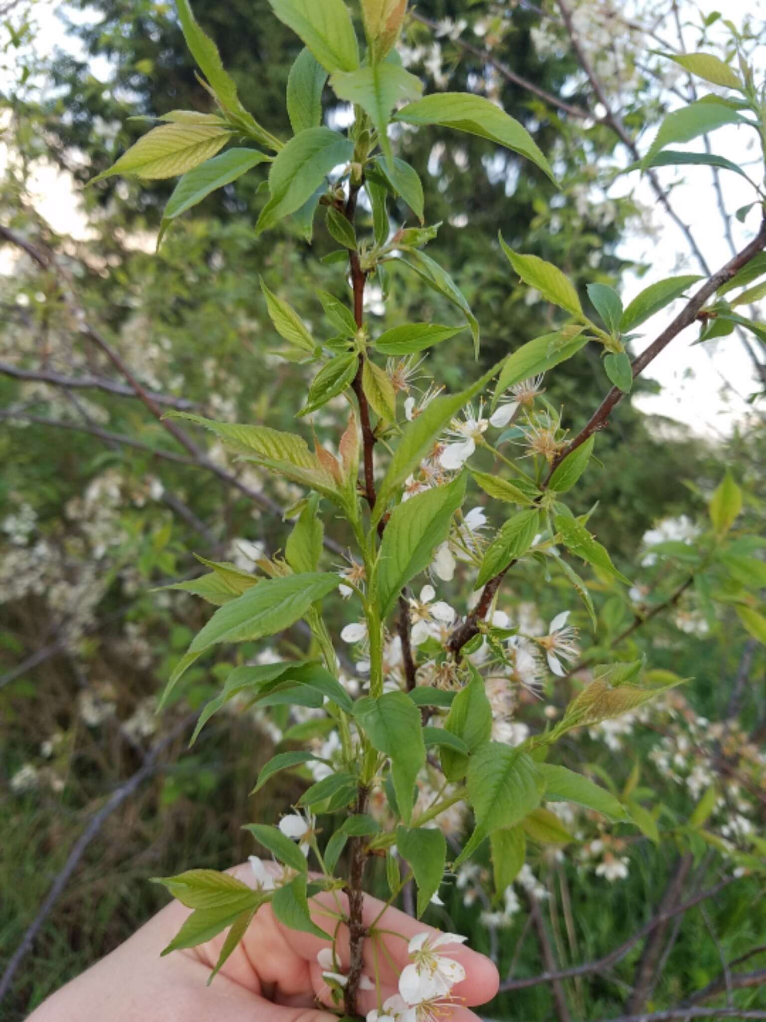 Image of American Plum