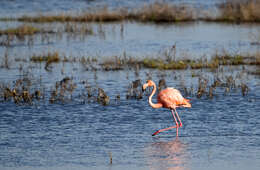 Слика од Phoenicopterus ruber Linnaeus 1758