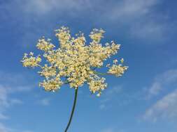 Image of Queen Anne's lace