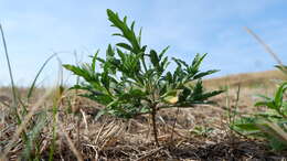 Image of Cuman ragweed