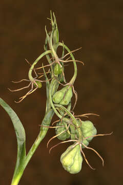 Imagem de Ornithoglossum vulgare B. Nord.