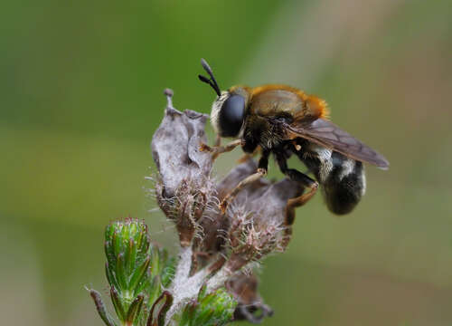 Image of Microdon myrmicae Schonrogge, Barr, Wardlaw, Napper, Gardner, Breen, Elmes & Thomas 2002