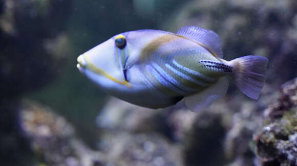 Image of Lagoon triggerfish