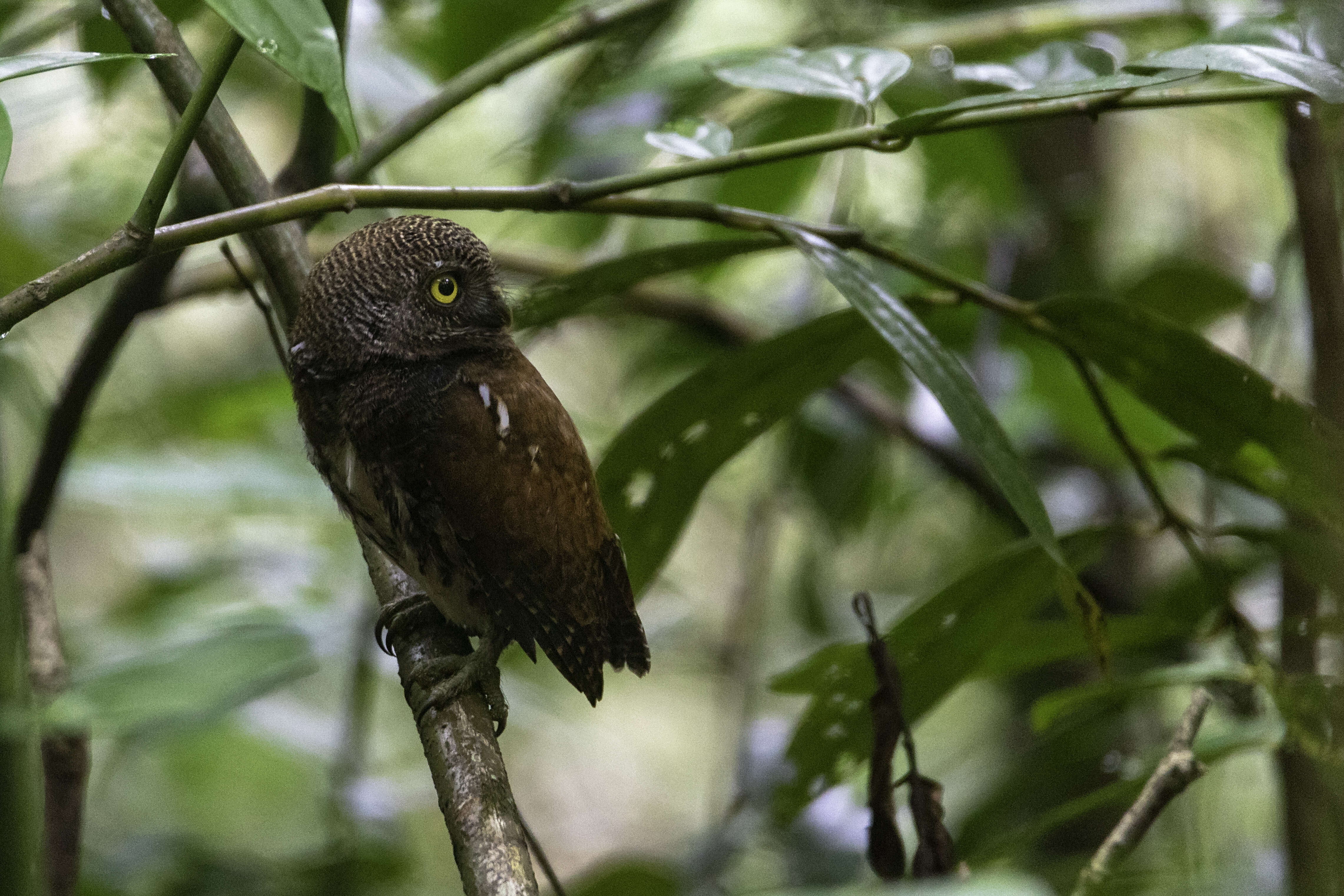 Image of Chestnut-backed Owlet