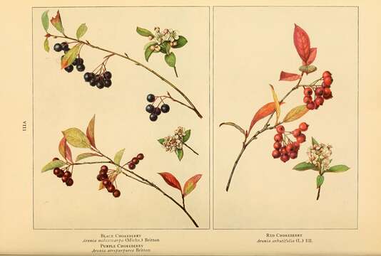 Photinia floribunda (Lindl.) K. R. Robertson & J. B. Phipps的圖片