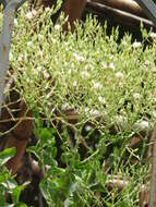 Image of garden lettuce