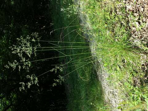 Image of Tufted Hair-grass