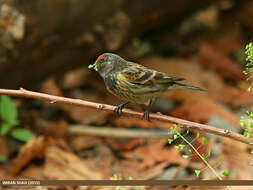 Image of Fire-fronted Serin