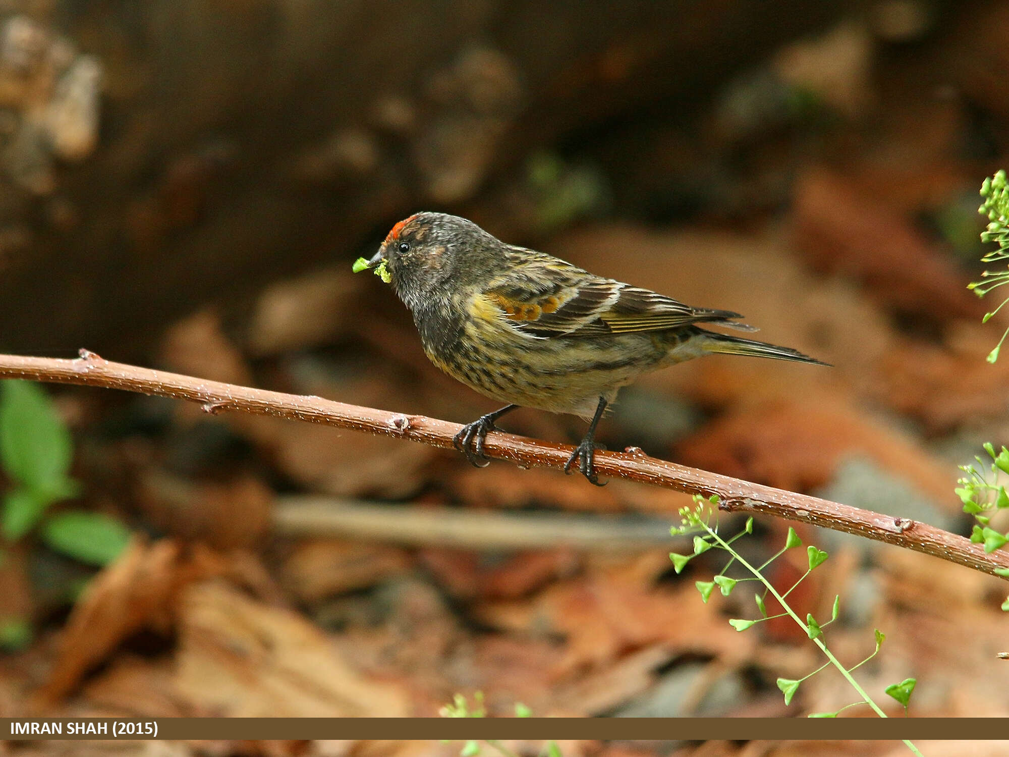 Image of Fire-fronted Serin