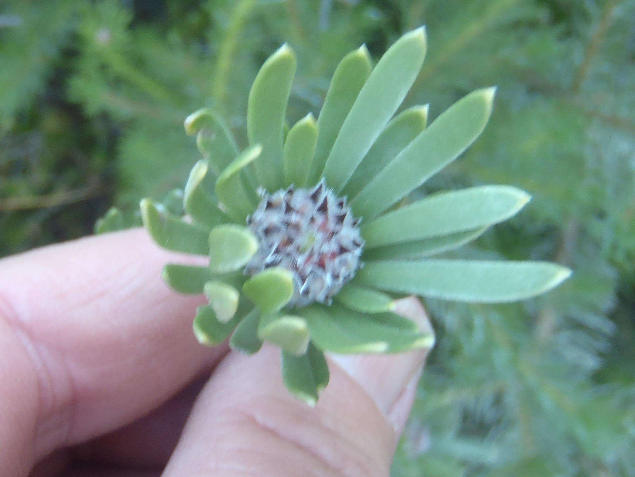 Image of Leucadendron singulare I. Williams