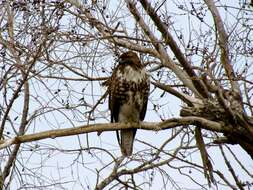 Image of Red-tailed Hawk