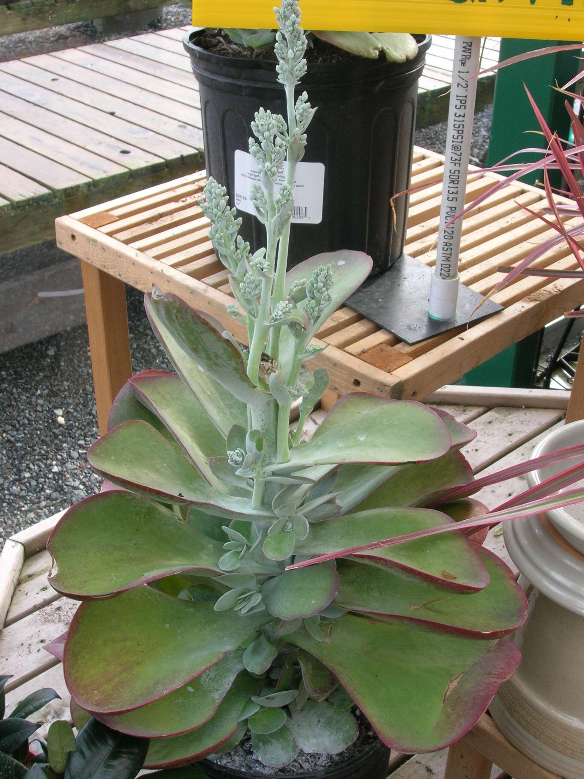 Kalanchoe luciae resmi