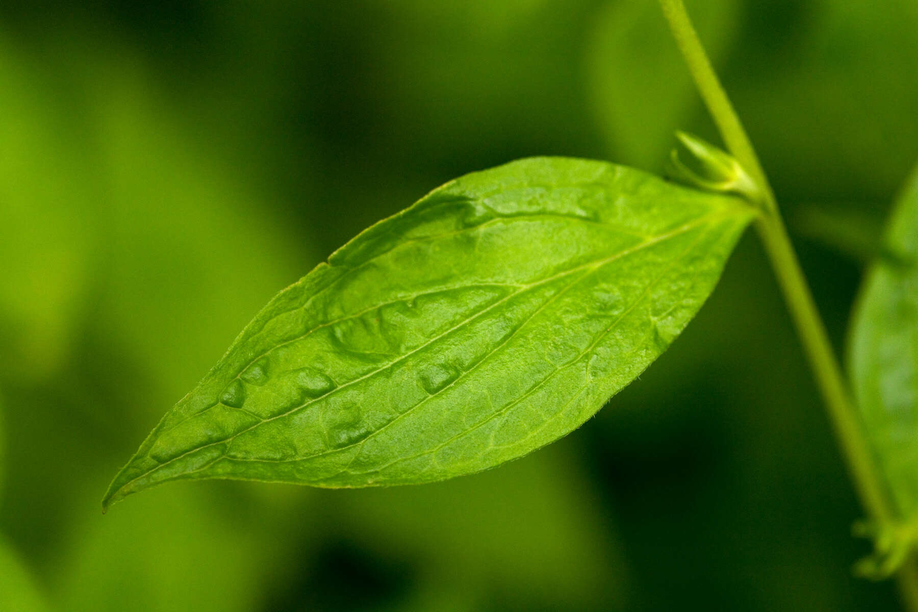 Image of American stoneseed