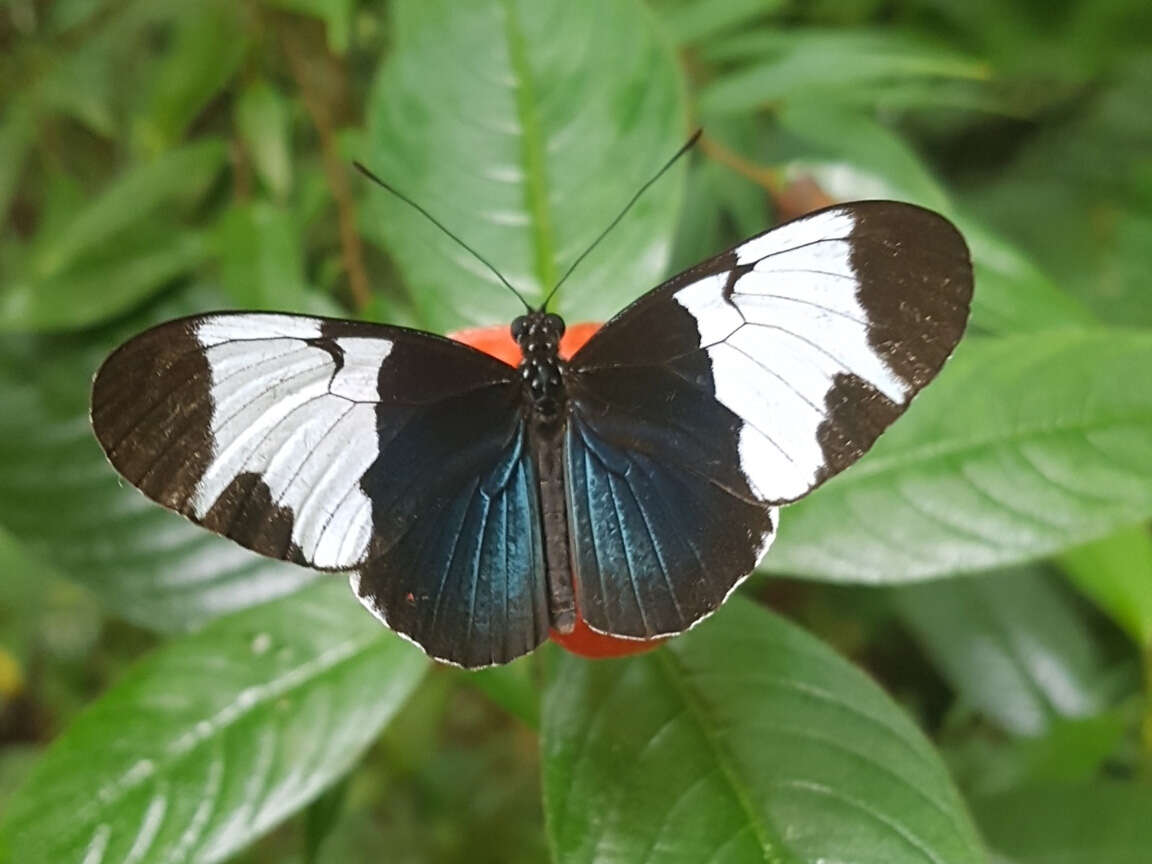 Image of Heliconius sapho Drury 1782