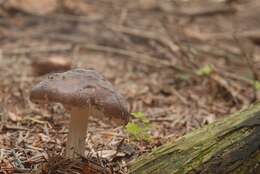 Image of Deer Mushroom