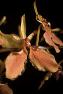 Image of Red Vanda Orchid