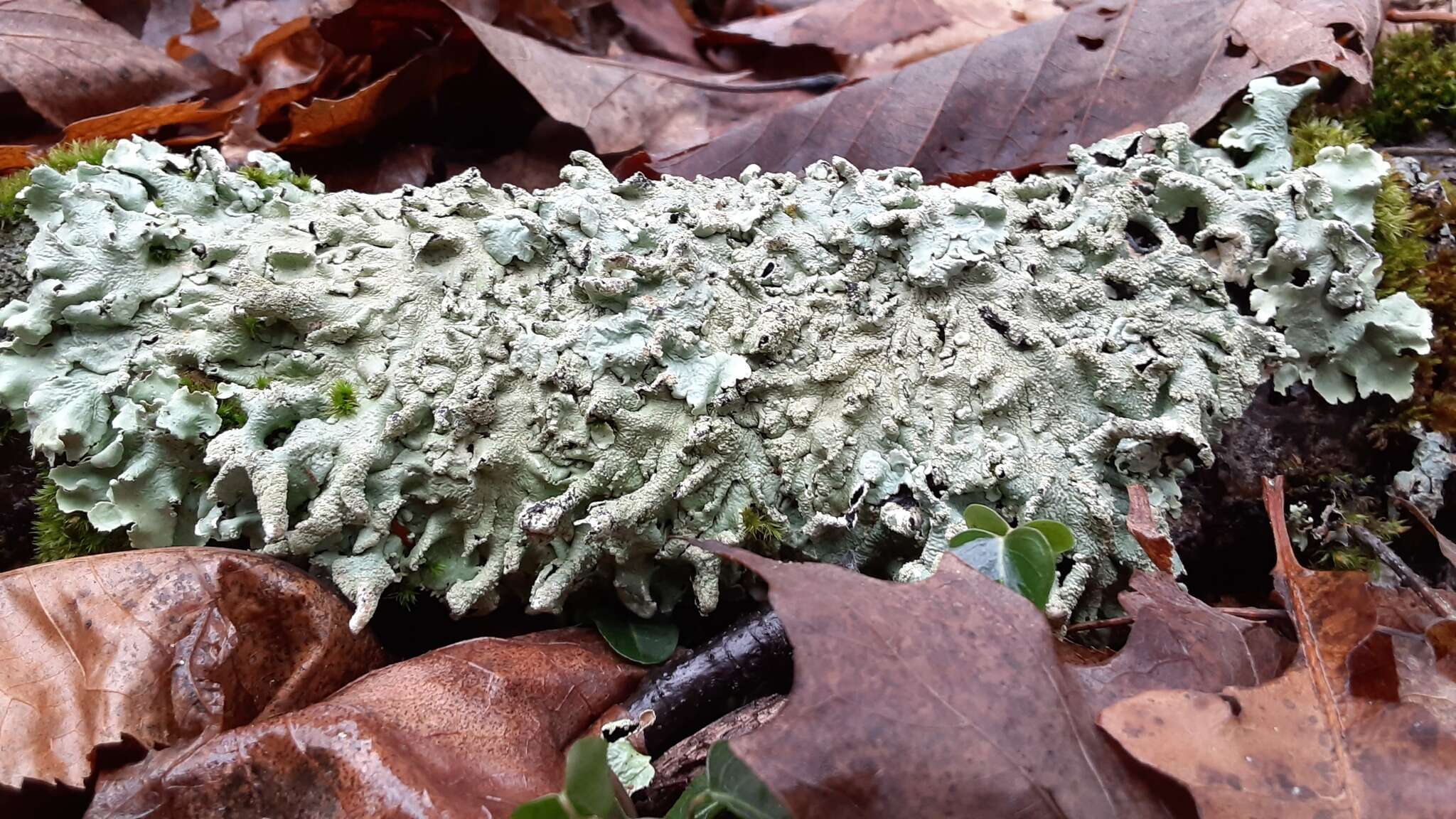 Image of Common greenshield lichen