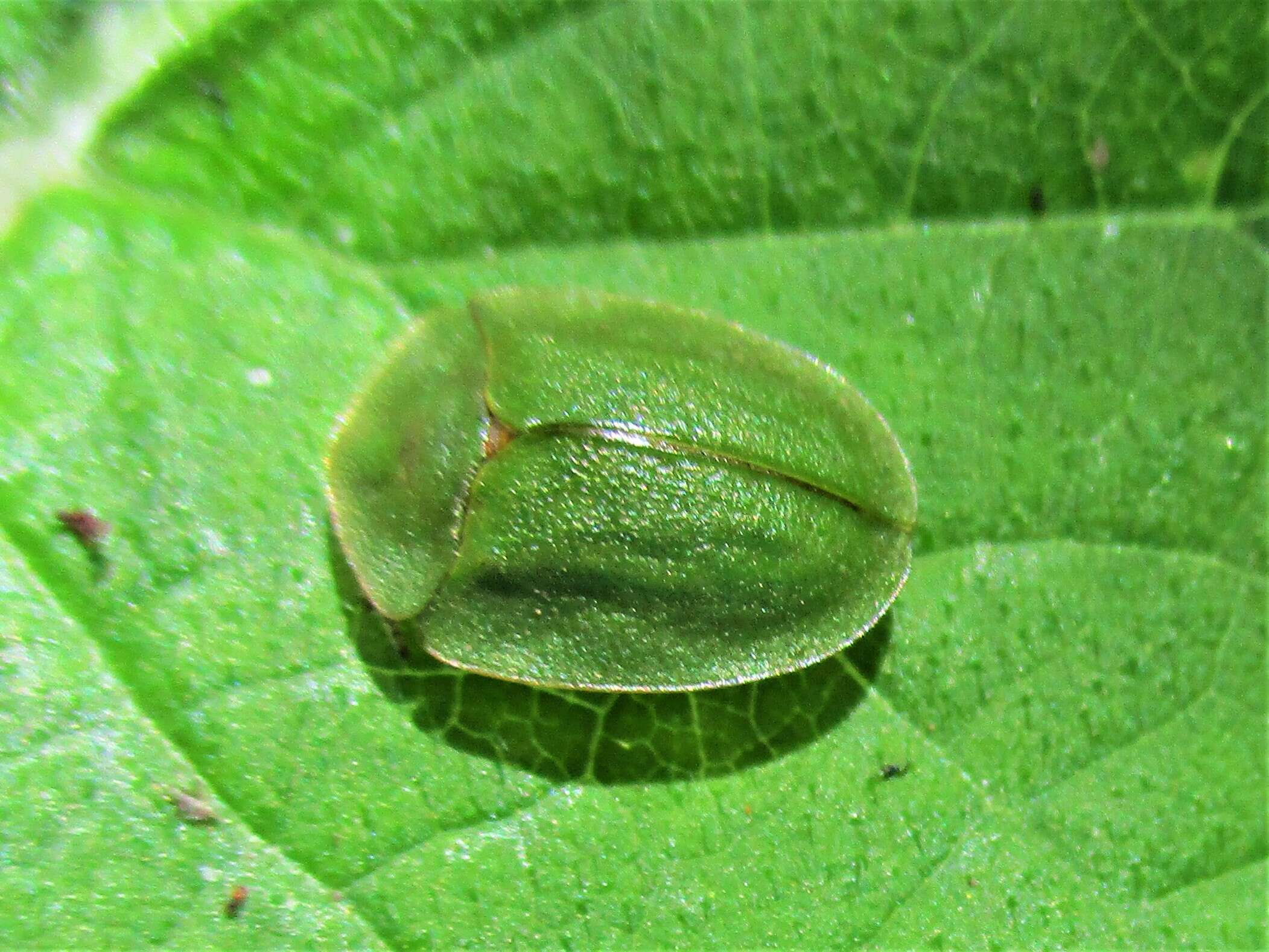 Image of Cassida (Odontionycha) viridis Linnaeus 1758