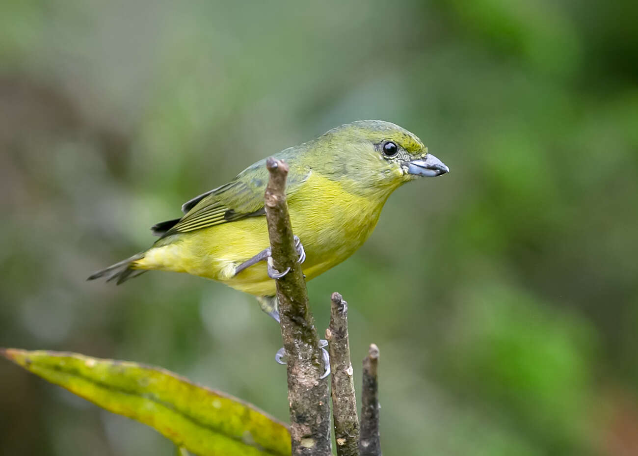 Image of Thick-billed Euphonia