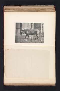 Image of Black Rhinoceros