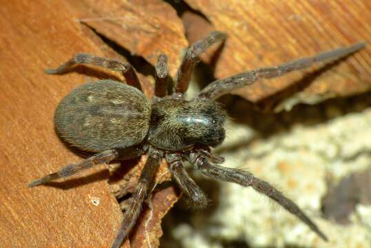 Image of Desid spider