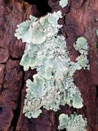 Image of Common greenshield lichen