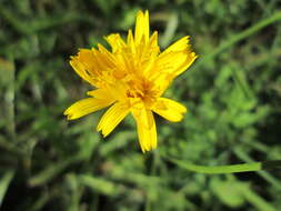 Image of Pilosella caespitosa (Dumort.) P. D. Sell & C. West