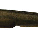 Image of Snubnose eelpout