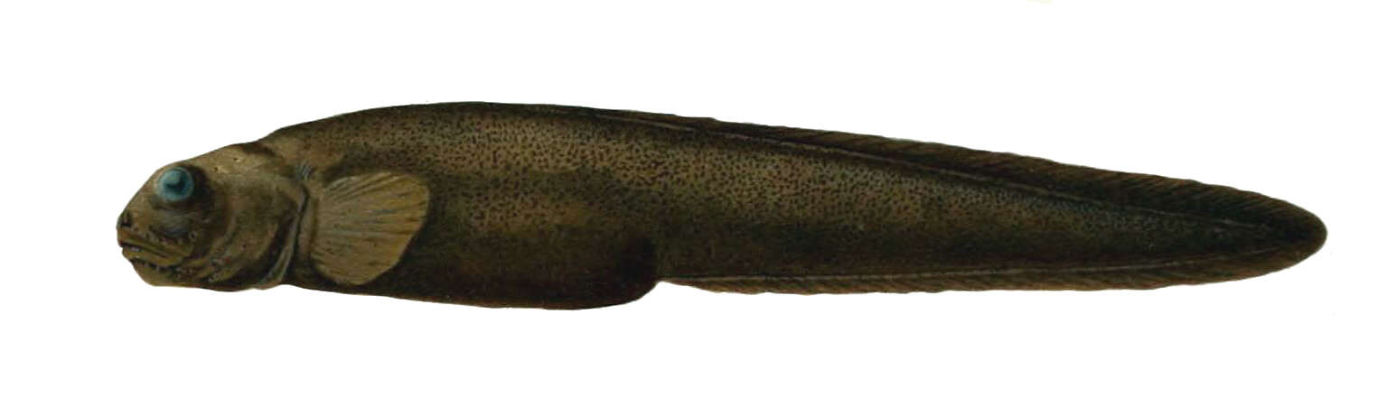Image of Snubnose eelpout