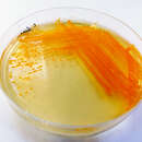 Image de Bacteria