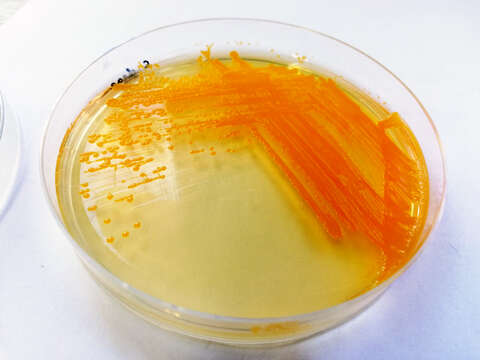 Image of Bacteria