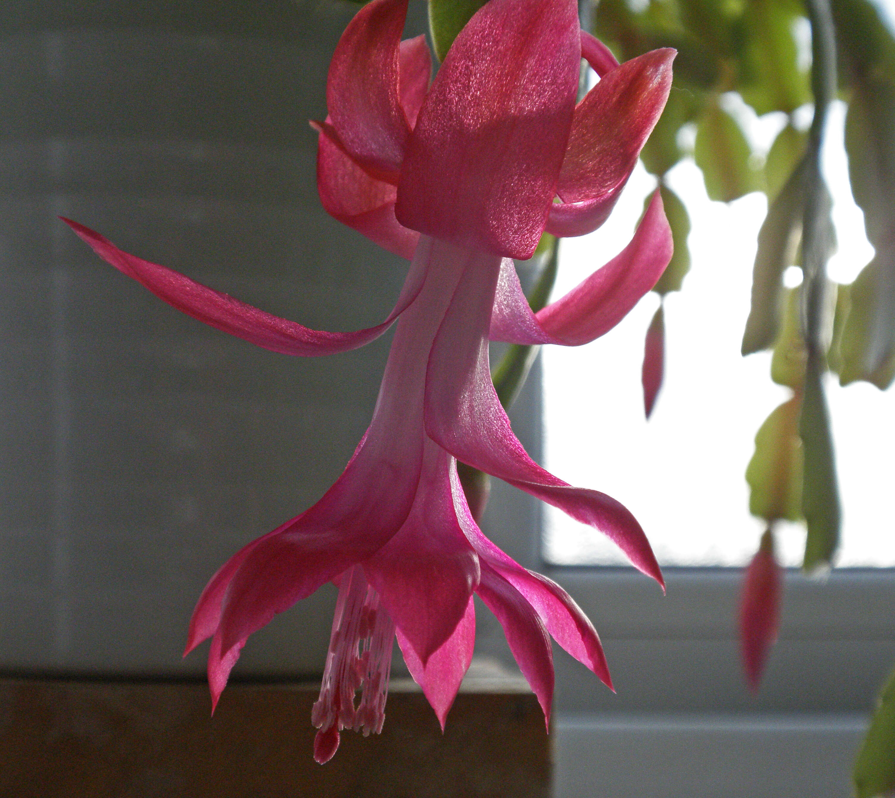 Image of schlumbergera