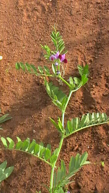 Image of Common Vetch