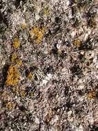 Image of teloschistes lichen