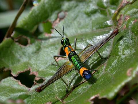 Image of monkey grasshoppers