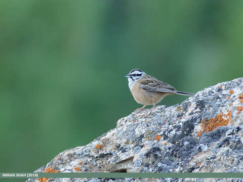 Image of European Rock Bunting