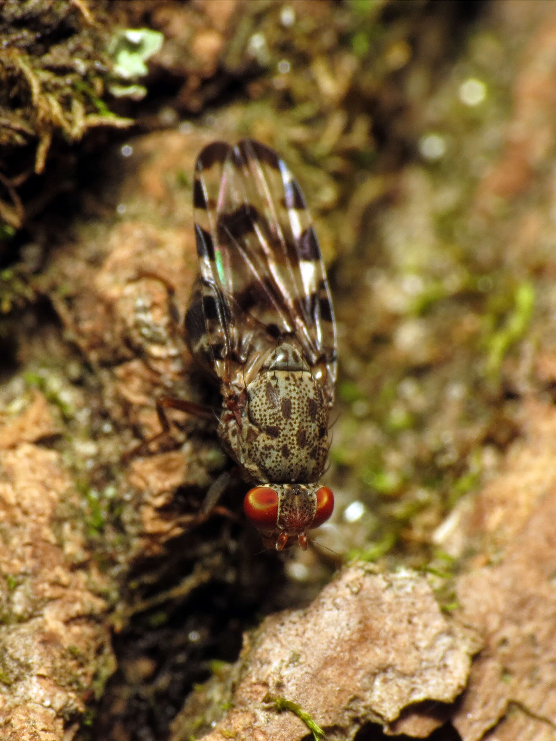 Plancia ëd Pseudotephritis approximata Banks 1914