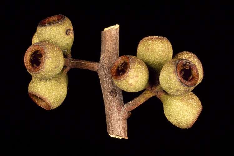 Image of Eucalyptus mckieana Blakely